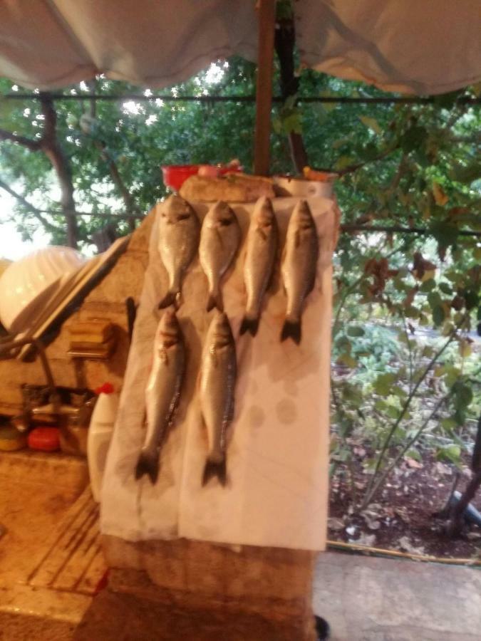 Zelena Oaza Apartment Novigrad Istria Eksteriør billede